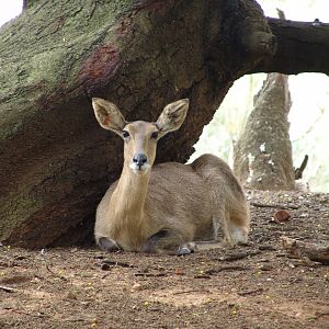 Female Southern Reedbuck (Redunca arundinum)