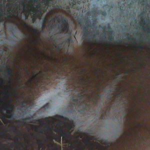 dhole 080811