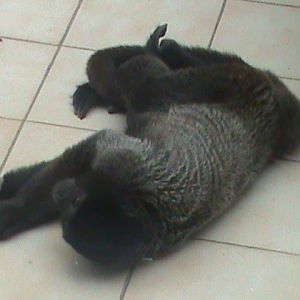 woolly monkey 080811