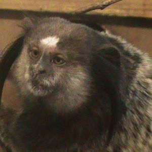 black-eared marmoset 080811