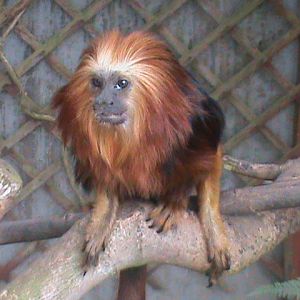 golden headed lion tamarin 080811