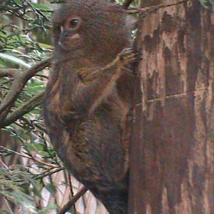 pygmy marmoset 080811