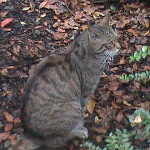 scottish wildcat 080811