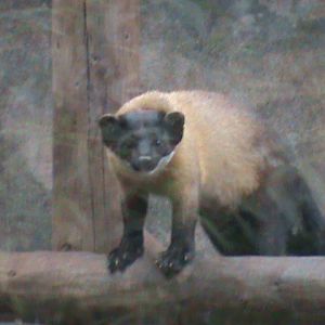 northern yellow-throated marten 080811