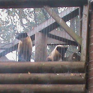 northern yellow-throated martens 080811