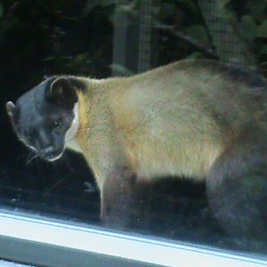 northern yellow-throated marten 080811