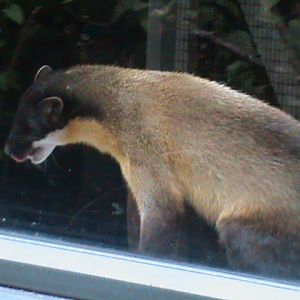 northern yellow-throated marten 080811