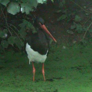 black stork 080811