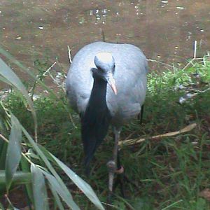 demoiselle crane 080811
