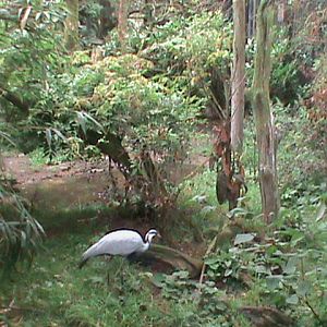 demoiselle crane 080811