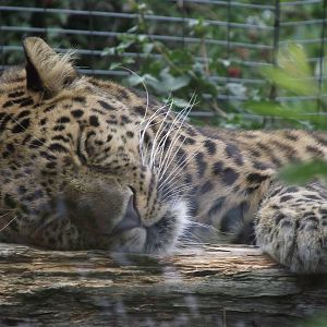 amur leopard 080811