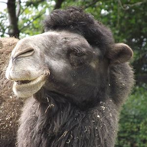 bactrian camel 080811