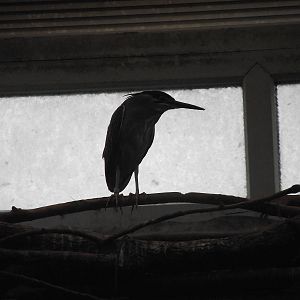 striated heron 080811