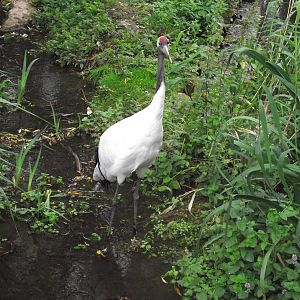 red-crowned crane 080811