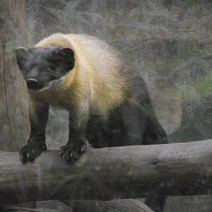 northern yellow-throated marten 080811