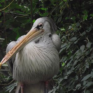 pink-backed pelican 080811