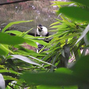 little pied cormorant 080811