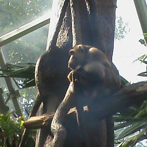 pig-tail macaque 140911