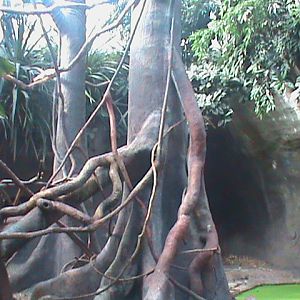 pig-tail macaque enclosure 140911