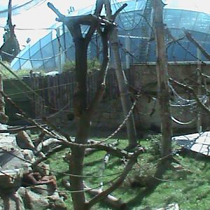 orang utan outdoor enclosure 140911