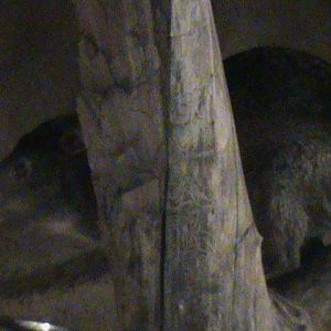 southern tree hyrax 140911