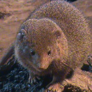 dwarf mongoose 140911