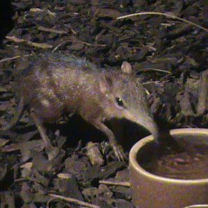 checkered elephant shrew 140911
