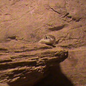 yellow-throated plated lizard 140911