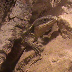 tropical girdled lizard 140911