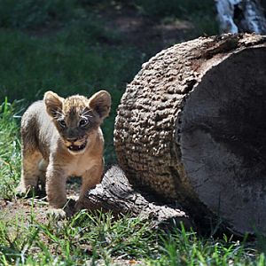 2 month lion cub