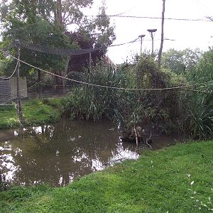 White-handed Gibbon Enclosure