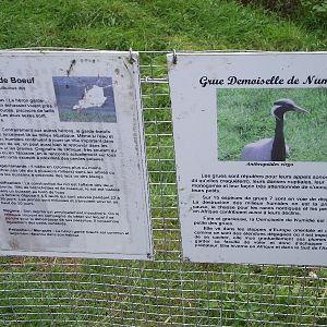 Cattle Egret / Crane Signs