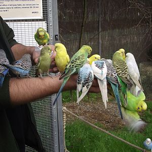 Australian Aviary #1