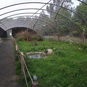 Australian Aviary #3