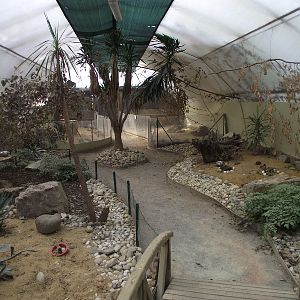 Passerines/Tortoises/Armadillos