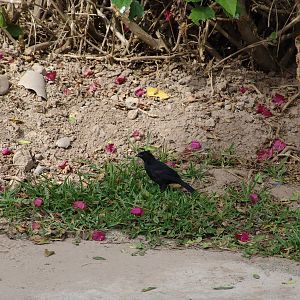 Wild male Blue-black Grassquit (Volatinia jacarina)