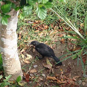 Wild male Blue-black Grassquit (Volatinia jacarina)