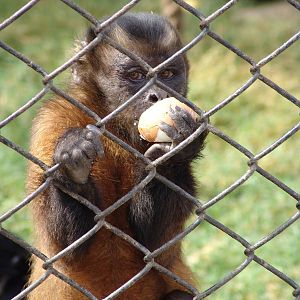 Tufted or Brown Capuchin (Cebus apella)