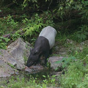 Malayan tapir (Tapirus indicus)