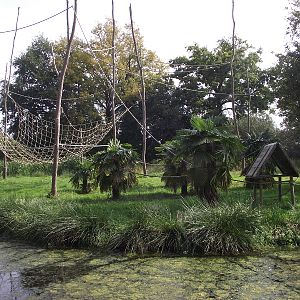 White-handed Gibbons