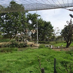 Walkthrough African Aviary #1