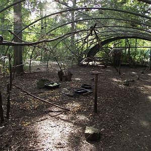 Parrot/Tamarin/Agouti Walkthrough