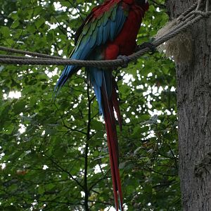 Macaw at Zoo Entrance