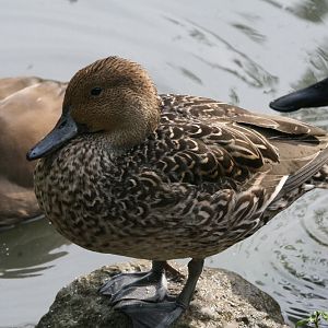 European Ducks #1