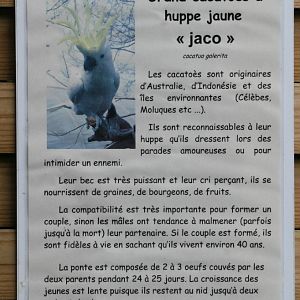 Sulphur-Crested Cockatoo "Jaco" Signage