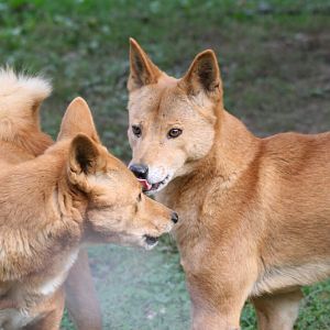 Dingos #1