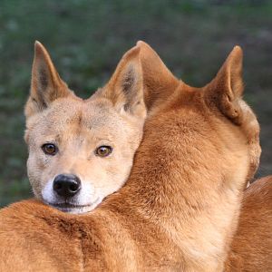 Dingos #2