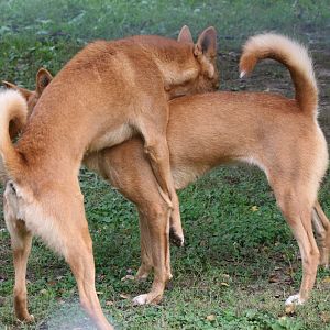 Dingos #3