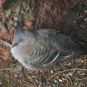 Crested Pigeon