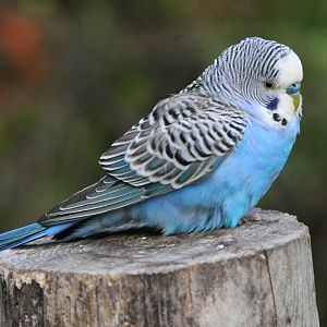 Budgerigar #1